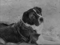 Clark Gable Collection Call Of The Wild Soldier Of Fortune The Tall Men Famous Dogs Dog Love Call Of The Wild