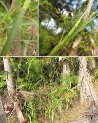 Image result for Rottboellia