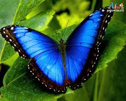 त तल क ब र म र चक तथ य Butterfly In Hindi Ansunibaate Blue Morpho Butterfly Most Beautiful Butterfly Morpho Butterfly