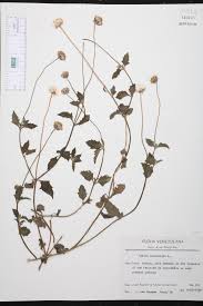 Image result for Tridax