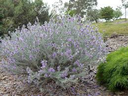 Our products allow you to get back in the game without smelling like a. Australian Plants Society Nsw Pruning Eremophilas