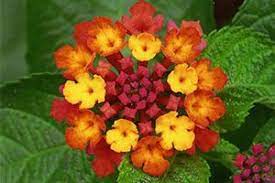 Lantana Aspca