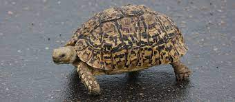 Zusammenfassungin einem schildkrötenbestand aus deutschland verstarben mehrere tiere plötzlich. Pantherschildkrote Haltung Pantherschildkrote Kaufen
