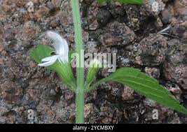 Image result for Leucas glabrata