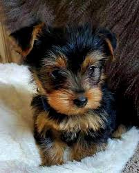 Kopek Dunyasi Adli Kullanicinin Yorkshire Terrier Panosundaki Pin 2020