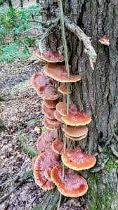 Image result for Ganoderma tsugae