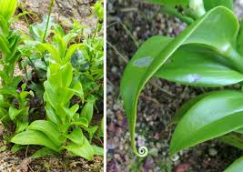 Image result for Gloriosa superba