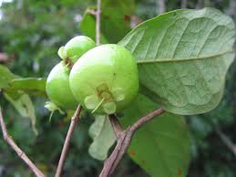 Image result for Eugenia aschersoniana