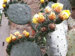 Image result for Clutia robusta