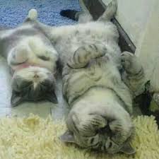 Mini Me Cute Animals Funny Animals Kittens