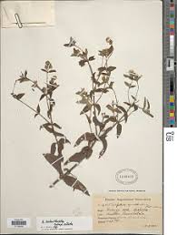 Image result for Aspilia ciliata