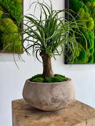 Image result for Beaucarnea recurvata