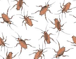 Read on and get rid of roaches in your car fast! Atlanta Belongs To The Roaches Now We Merely Live Here Atlanta Magazine