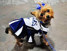 Dallas Cowboys Cheerleader Dog Cheerleader Dallas Cowboys Cheerleaders Dallas Cowboys Funny
