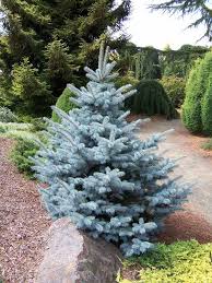 A christmas cracker is a party favour given out at christmas in the united kingdom , as well as in other commonwealth countries like australia , canada , and new zealand. Real Christmas Trees How To Choose The Perfect Tree For The Holiday