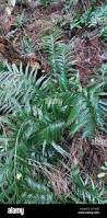 Image result for Asplenium inaequilaterale