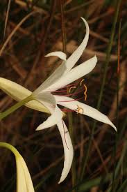 Image result for Crinum harmsii