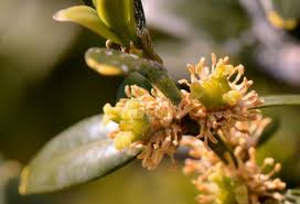 Image result for Buxaceae