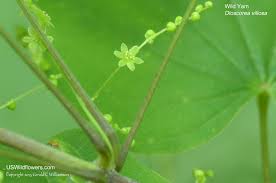 Image result for Polystachya villosa
