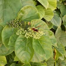 Image result for Cissus cucumerifolia