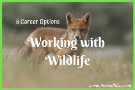 5 Career Options For Working With Wildlife Career Options Jobs With Animals Wildlife Conservation Jobs