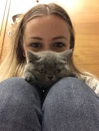Incir Deli Dunya Tatlisi Gri Cankiz Guzel Suratli Kedi Kedim Cat My Cat Crazy Grey Sweety Little Girl British Shorthair Kedi Incir