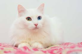 Kedi Cinsleri Kedi Turleri Kedi Cinsleri Ve Ozellikleri Blog11
