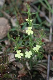 Image result for Striga asiatica