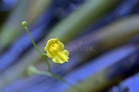 Image result for Lentibulariaceae