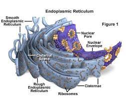 Check spelling or type a new query. Retikulum Endoplasma Pengertian Fungsi Sejarah Dan Gambarnya
