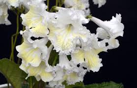 Image result for Streptocarpus solenanthus × eylesii