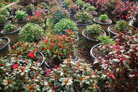 It was junk, sent by an unknown third party who is not using feedblitz to send their emails or manage their rss feeds. Hd Wallpaper Green Flower Taman Bunga Natural Red Plant Growth Flowering Plant Wallpaper Flare