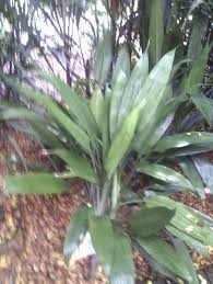 Image result for Dracaena aubryana