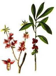 Image result for Daphne mezereum