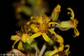 Image result for Ligularia sibirica