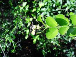 Image result for Scutia