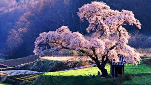 She has a set of risen bangs. Sakura Sakura Cherry Blossom Tree Hd Wallpaper Background 31611 Wallur
