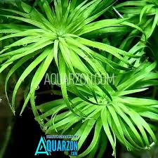 Image result for Syngonanthus angolensis