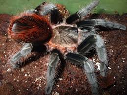 Click here to download sound fx today. 15 Of The World S Most Nightmare Inducing Insects Horizontimes