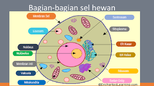 Kemudian, di dalam sel tersebut untuk membantu proses metabolisme dalam tubuh hewan maupun tumbuhan, terdapat protein yang. 74 Gambar Sel Hewan Yang Mudah Untuk Digambar Hd Gambar Pixabay