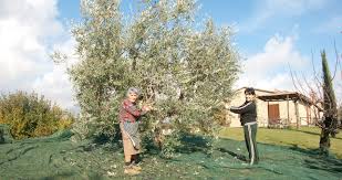Cueillette Des Olives