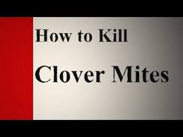 With these tried and tested 8 tips, we show you how to get rid of stink bugs. Download Windows Mite 3gp Mp4 Codedwap