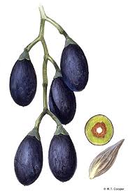 Image result for Canarium