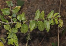 Image result for Opilia amentacea