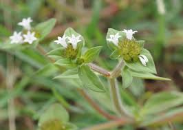 Image result for Richardia scabra
