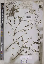 Image result for Ocimum filamentosum