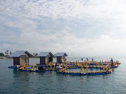 Mengenal Ragam Jenis Keramba Jaring Apung Kja Infoakuakultur Com