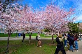 790 queen st w, toronto, on m6j 1g3, canada. The Cherry Blossoms Are Blooming At Trinity Bellwoods Park Toronto Sakura Blogto Scoopnest