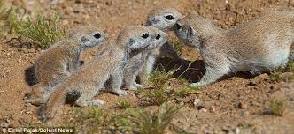 Ground squirrel watching me and keeping tabs on the dead baby bunny. Come On Then If You Think You Re Hard Enough Daily Mail Online Squirrel Ground Squirrel Zoo Animals