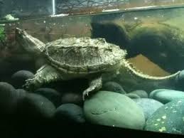 Baby alligator snapping turtle unboxing!!! How To Take Care Of A Pet Alligator Snapping Turtle Quora